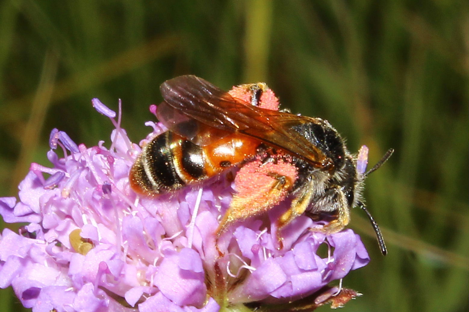 Andrena hattorfiana